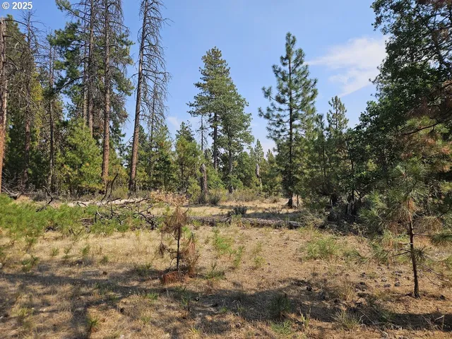 a view of a yard with trees