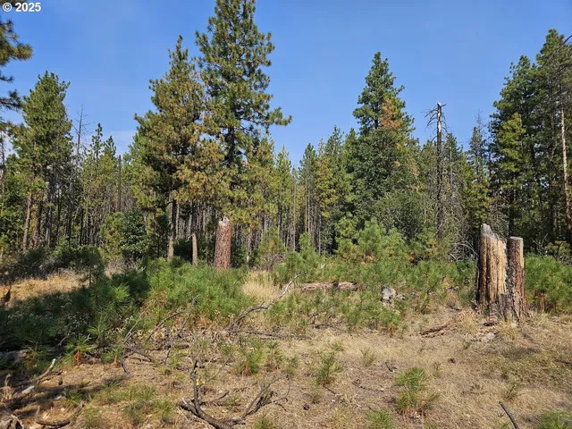 a view of a yard with plants and large trees