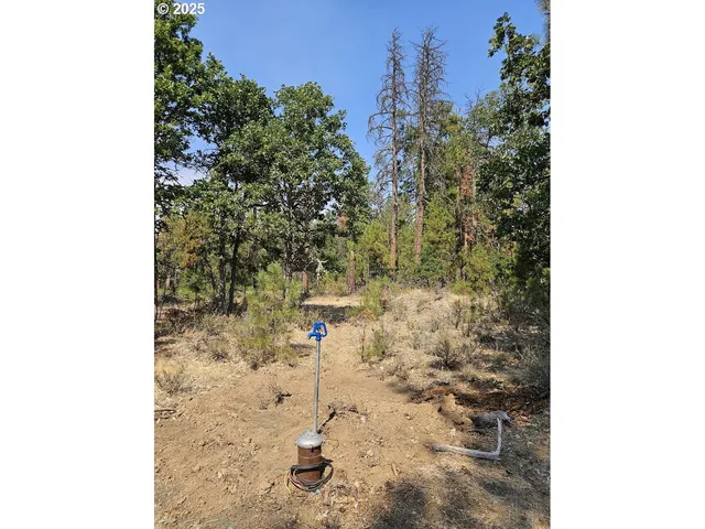 a view of a dry yard with trees