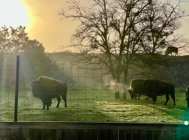 a backyard of a house with lots of green space and fountain
