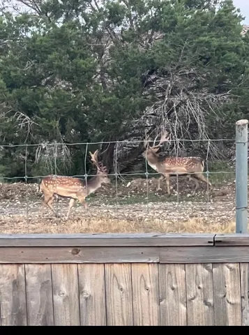 a view of a yard from a window