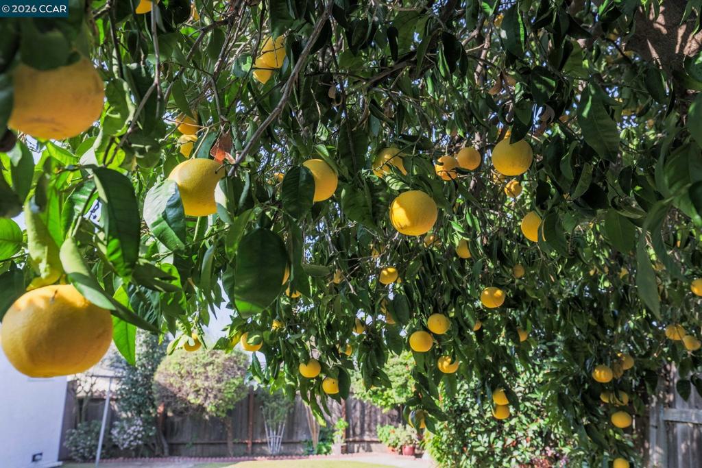 3613-3613 Longview Road Antioch, CA 94509 - Photo 30 of 30 a view of a tree in a garden