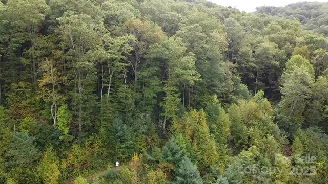 a view of a forest with a street