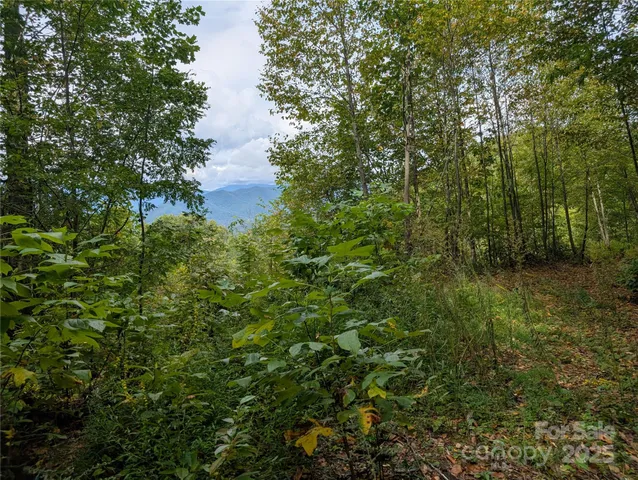 a view of a lake with a tree