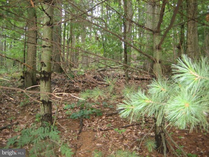 4525 Bill Moxley Road Mount Airy, MD 21771 - Photo 23 of 26 Wooded View / Acreage 2