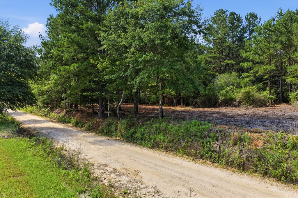 Lot #3 Crosby Clark Road Opp, AL 36467 - Photo 9 of 15