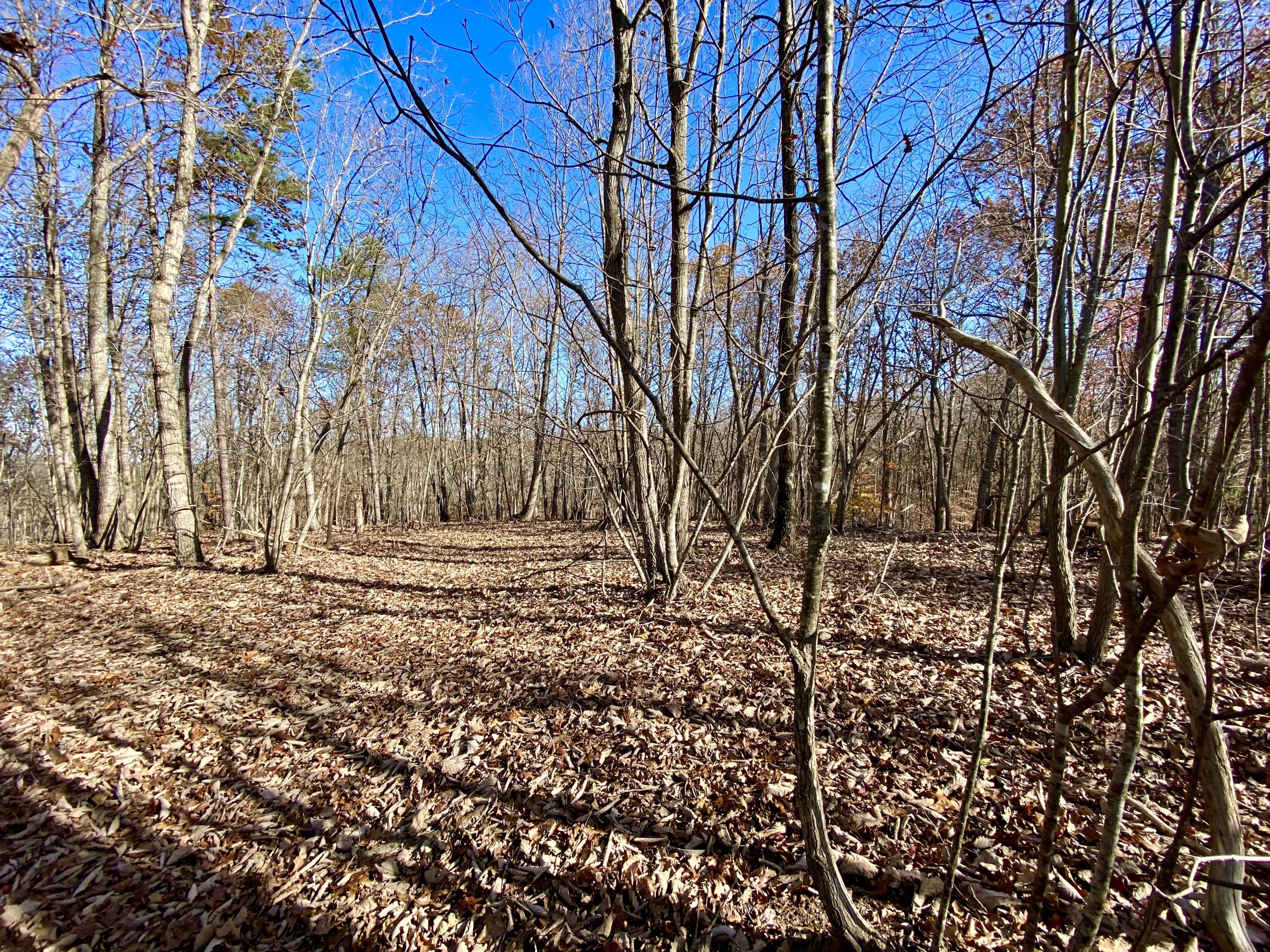 1121 Stone Mill Road Hurt, VA 24563 - Photo 17 of 28 a backyard of a house with lots of green space