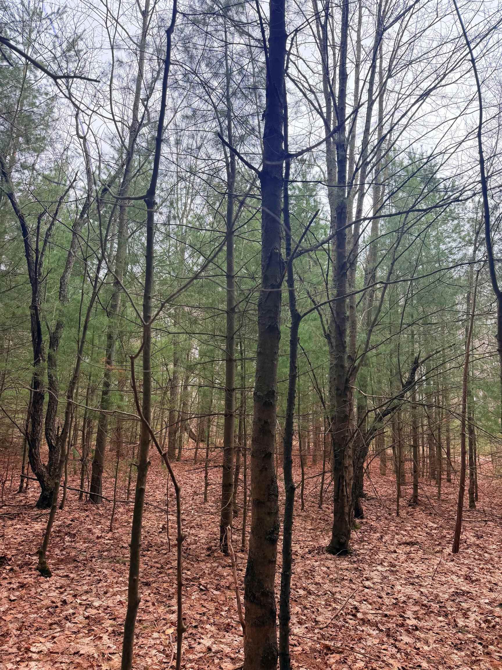2 Woodland Trail, Unit PARCEL 2 Cedar, MI 49621 - Photo 9 of 19