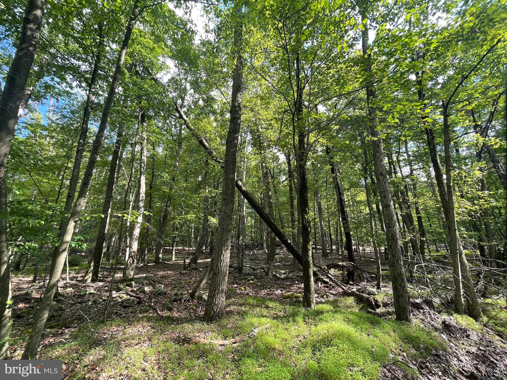 374 Davos Circle Zion Grove, PA 17985 - Photo 2 of 17 a view of backyard with green space