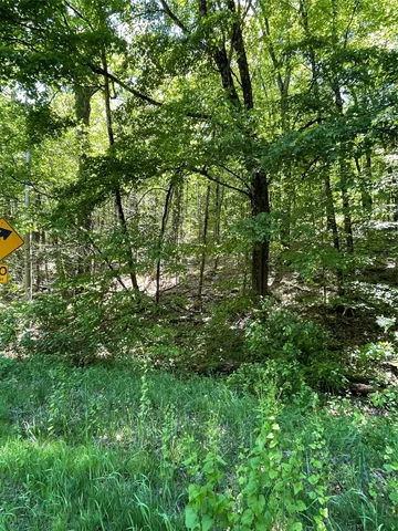 a view of a lush green forest