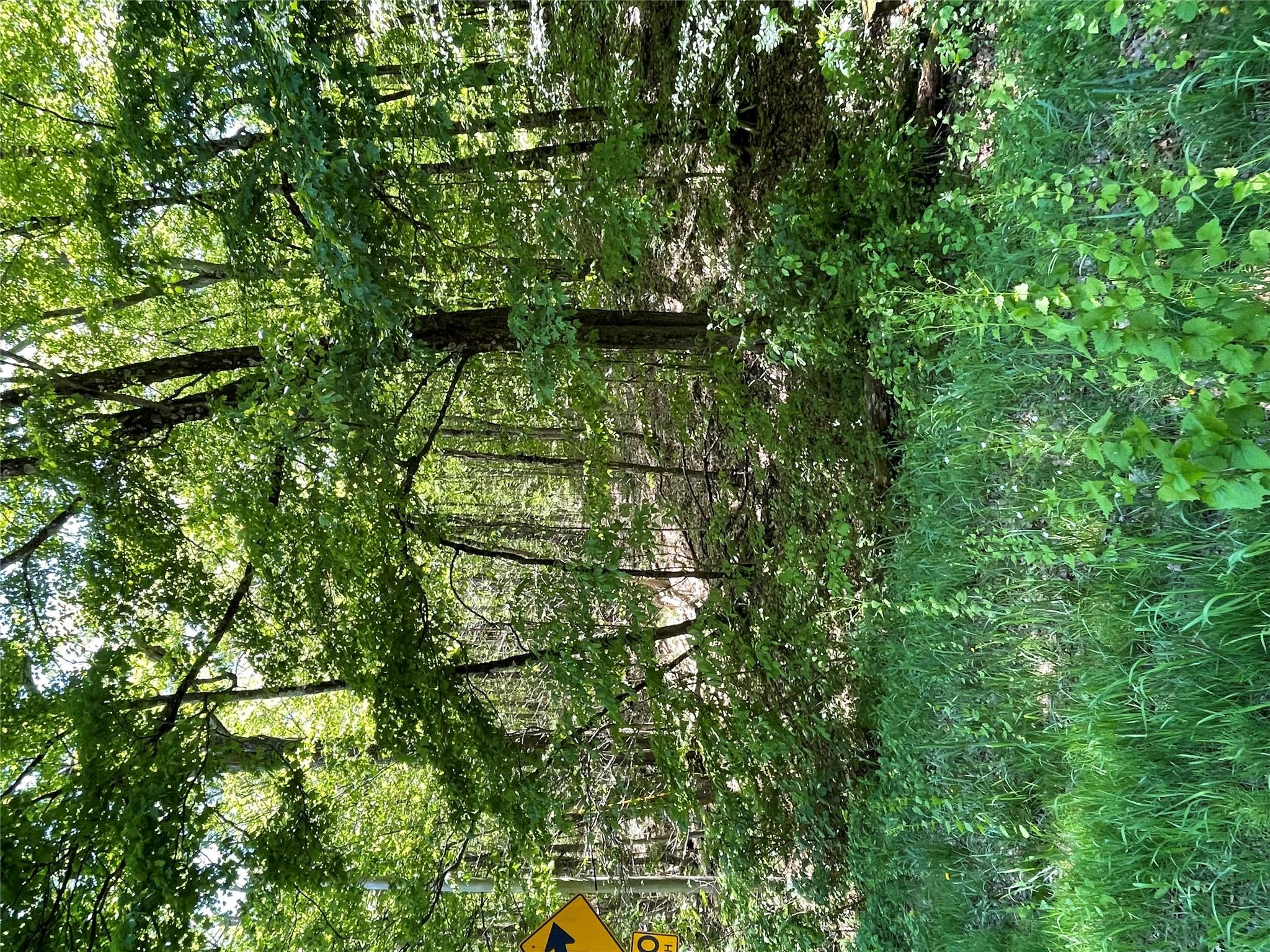 710 Smithfield Road Millerton, NY 12546 - Photo 3 of 8 a view of a lush green forest