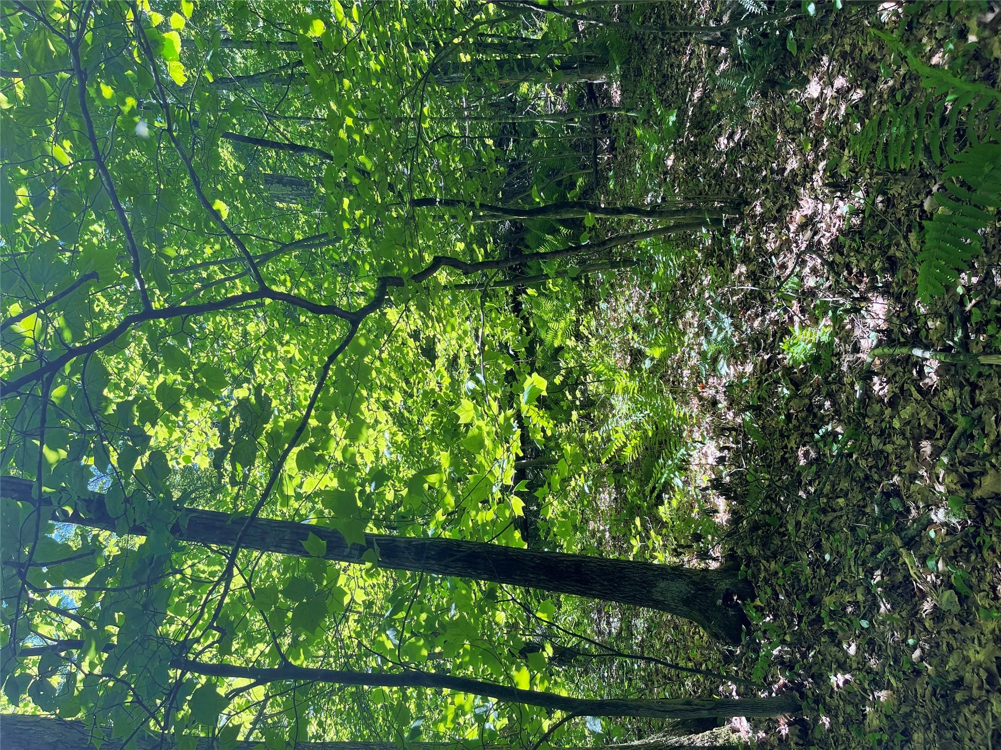 710 Smithfield Road Millerton, NY 12546 - Photo 4 of 8 a view of a forest