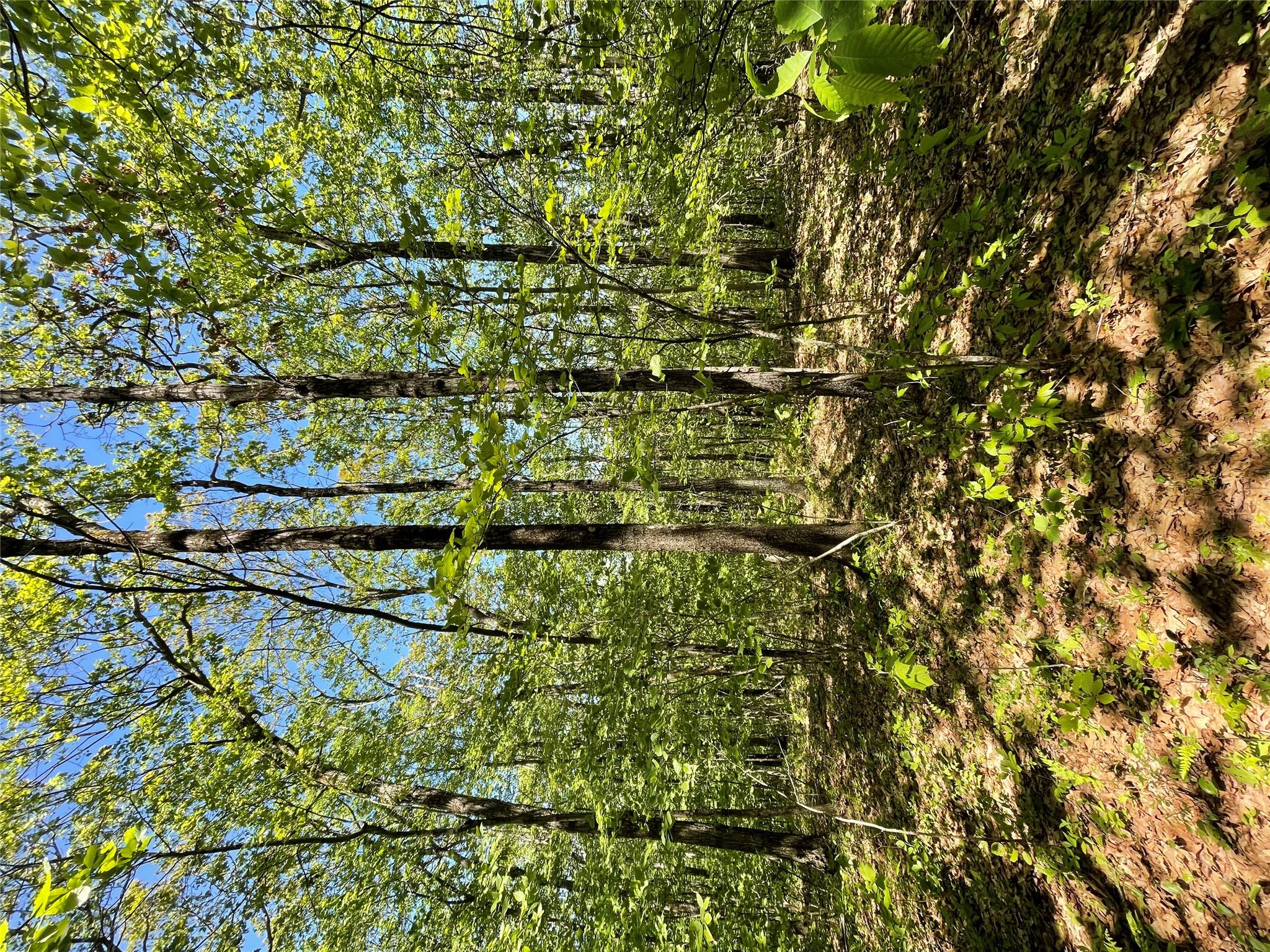 710 Smithfield Road Millerton, NY 12546 - Photo 5 of 8 a view of a yard