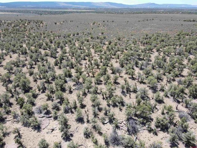 a view of a dry yard