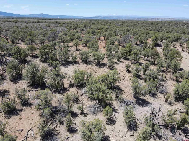 a view of a big yard with lots of trees