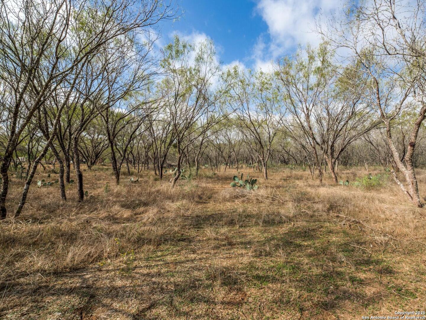a view of a yard with trees