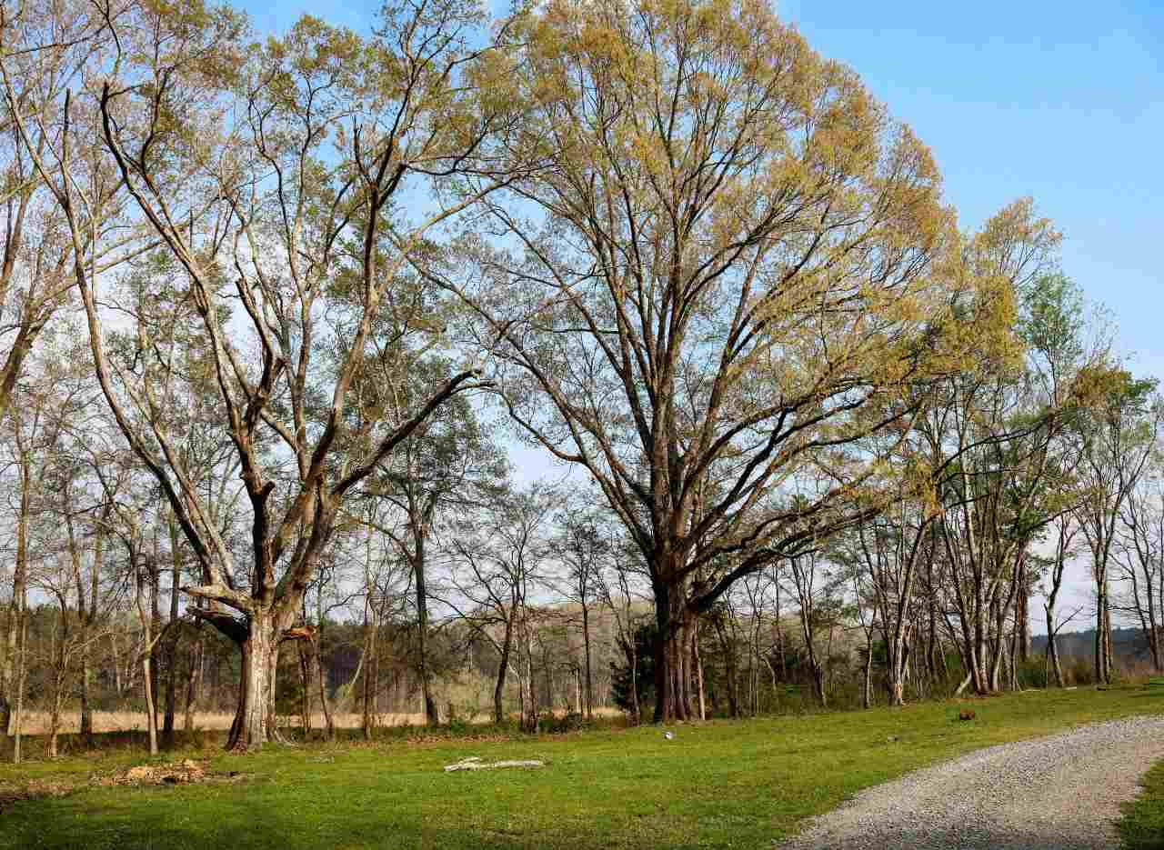 509 Dampeer Road Canton, MS 39046 - Photo 4 of 43 Photo 4