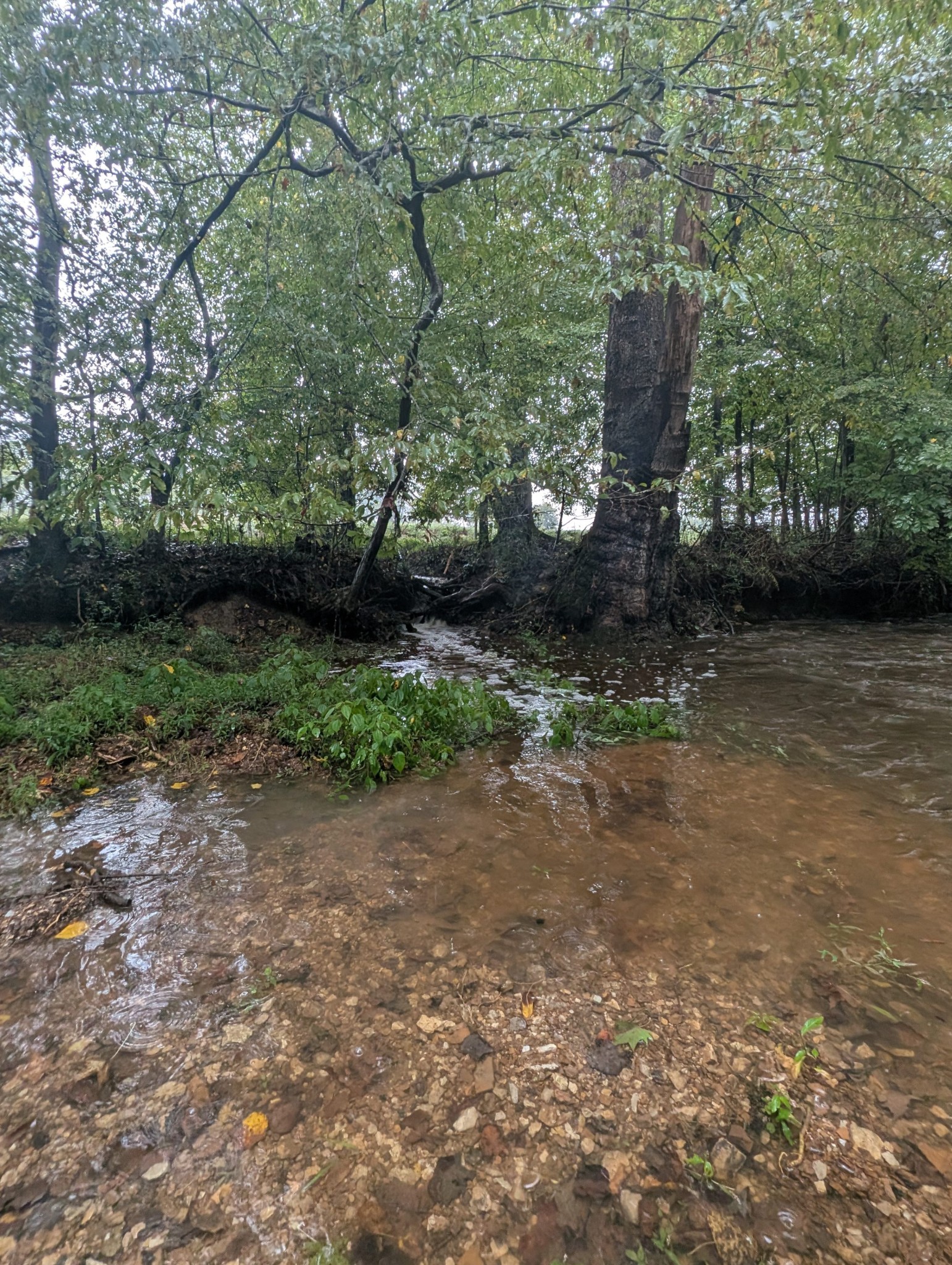 441 Matts Hollow Road Manchester, TN 37355 - Photo 59 of 63