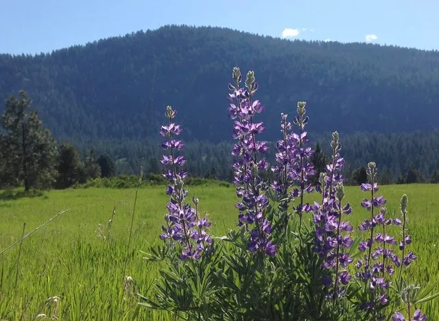 $225,000 | 2069 South Johnson Road, Rice, WA 99167