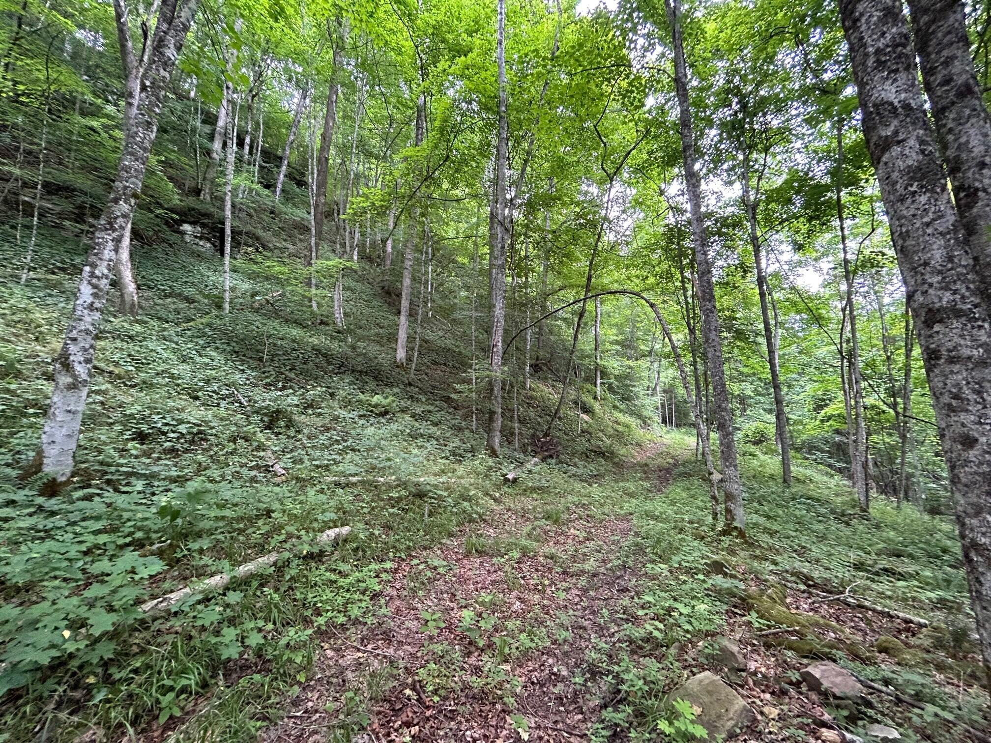 2360 Robins Fork Road Renick, WV 24966 - Photo 4 of 13 Gallery Image 4