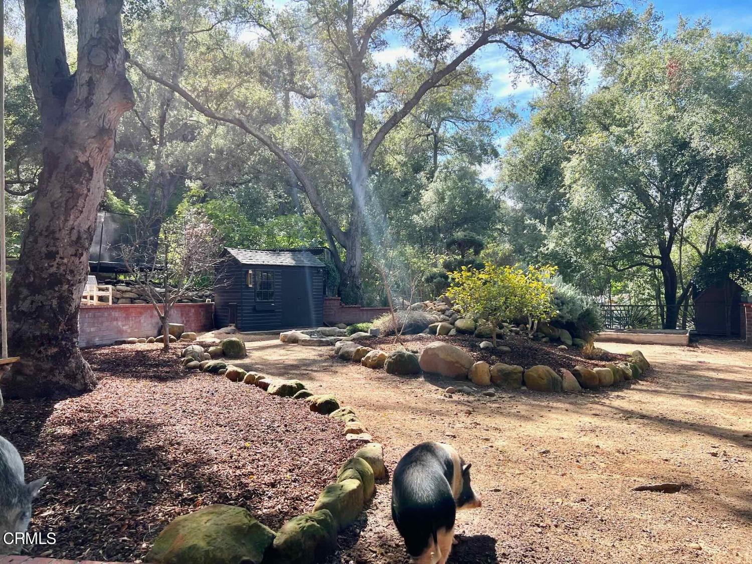 2460 Valley Meadow Drive Oak View, CA 93022 - Photo 11 of 49 a view of a backyard with table and chairs and a large tree