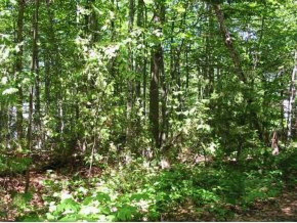 Lot 2 Windsor Road Hillsborough, NH 03244 - Photo 1 of 1