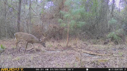 0 Iron Bridge Road Marianna, FL 32448 - Photo 15 of 19