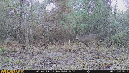 0 Iron Bridge Road Marianna, FL 32448 - Photo 18 of 19