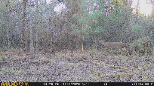 0 Iron Bridge Road Marianna, FL 32448 - Photo 19 of 19