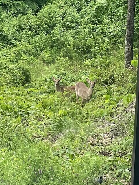 569 Sun Valley Road Chattanooga, TN 37419 - Photo 70 of 81 deer