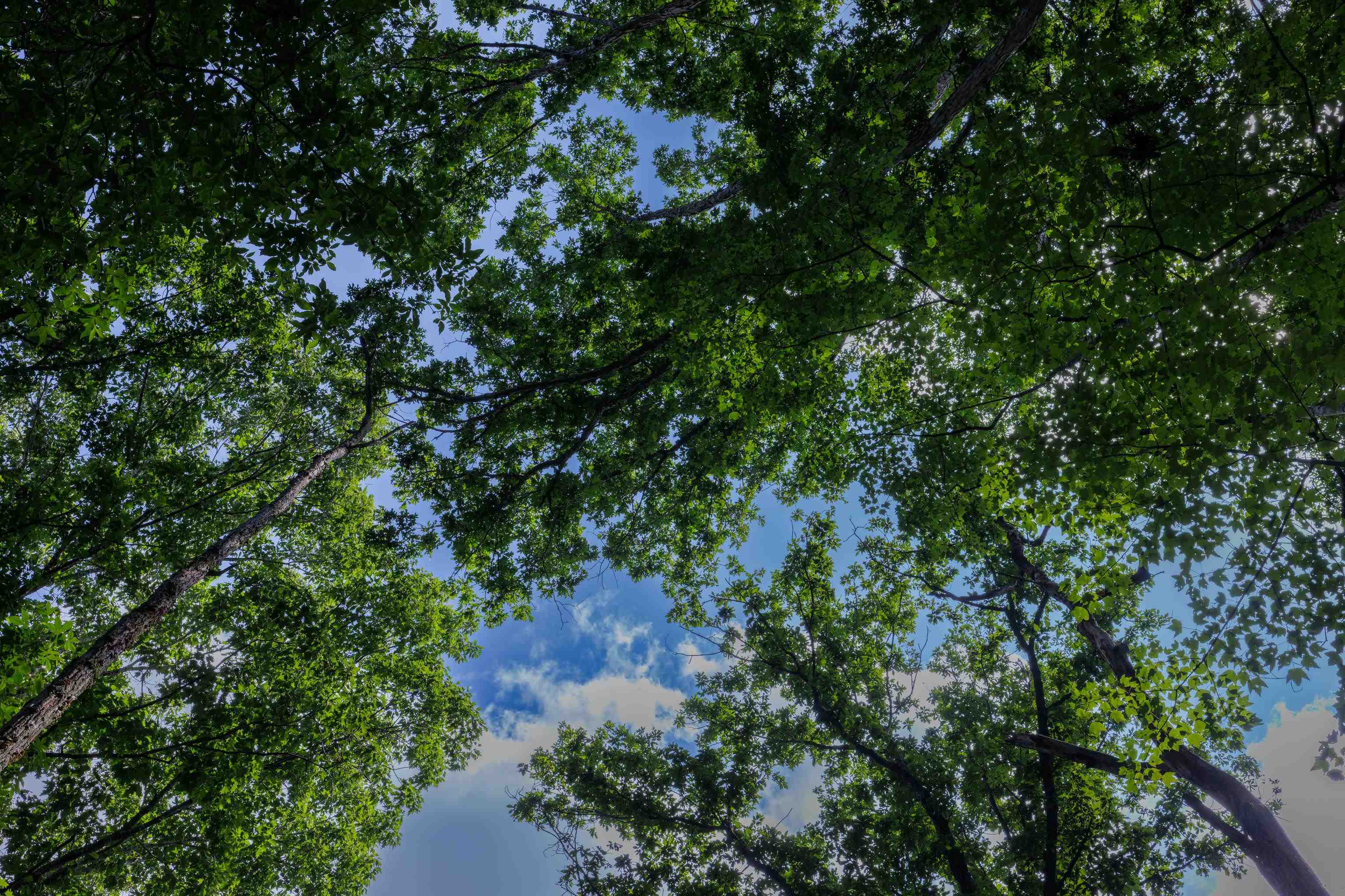 Tbd Brunk Spring Lane Broadway, VA 22815 - Photo 10 of 20