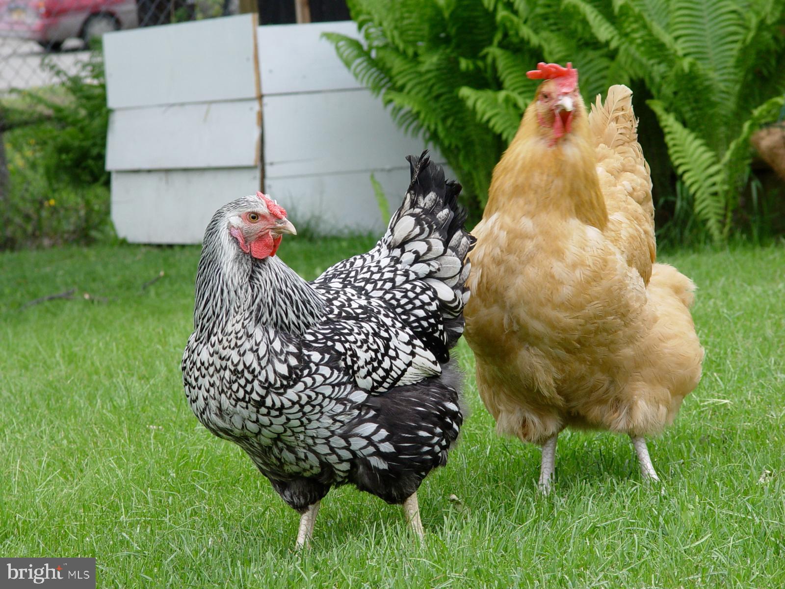 18912 Black Oak Road Purcellville, VA 20132 - Photo 65 of 66 Chickens Allowed!