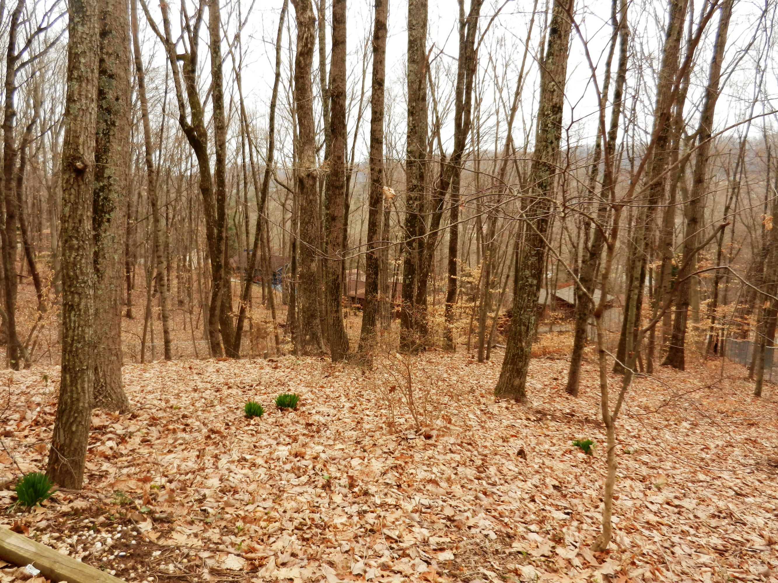 116 Tidewater Lane Oak Ridge, TN 37830 - Photo 28 of 35 Can You Say, 'Wooded Privacy?'