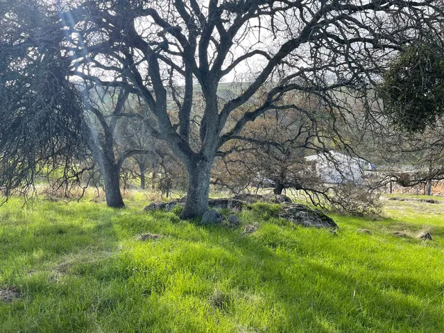a view of an trees with yard