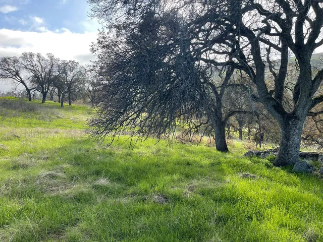 a view of backyard with large trees