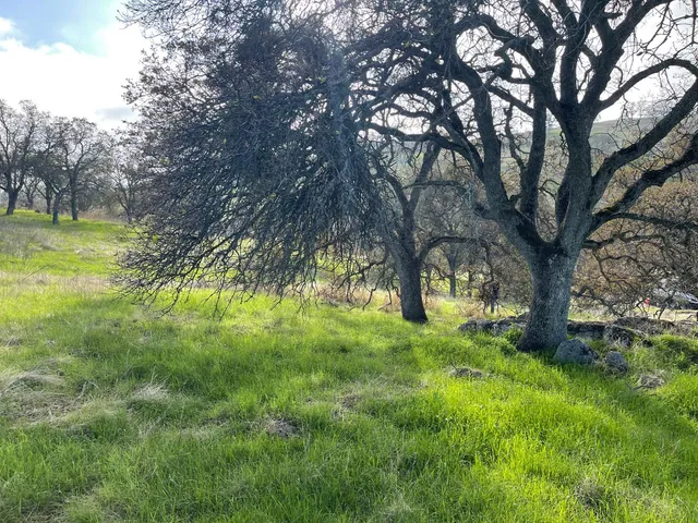 a view of a yard with a tree