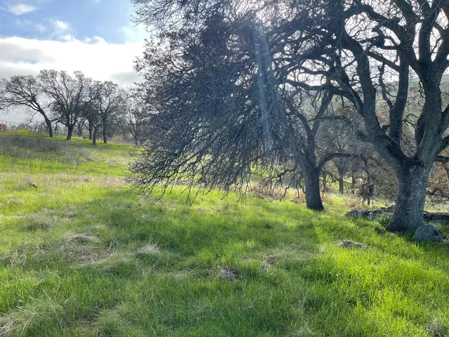 a view of a trees in a yard