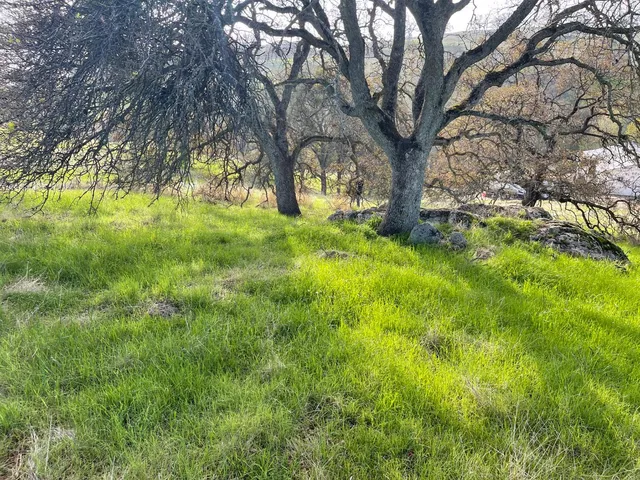 a view of yard with trees