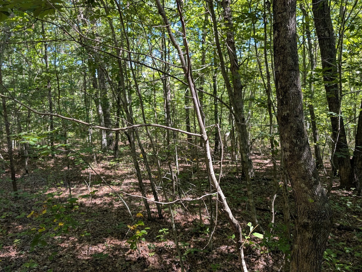 140 Sunset Bluff Monteagle, TN 37356 - Photo 20 of 28