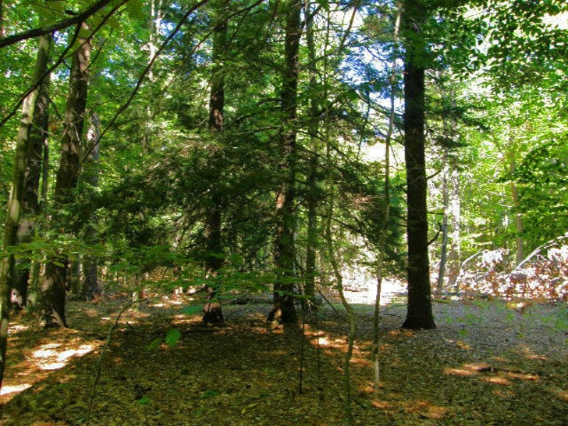 South County Line Road Manistee, MI 49660 - Photo 1 of 24 Picture 023