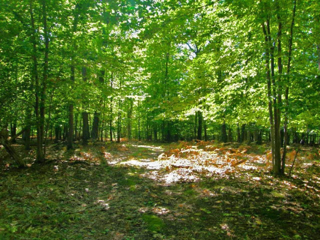 South County Line Road Manistee, MI 49660 - Photo 13 of 24 Picture 011