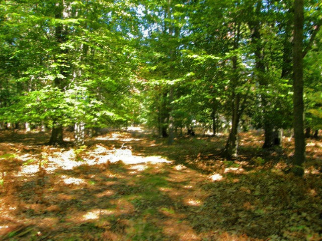 South County Line Road Manistee, MI 49660 - Photo 14 of 24 Picture 012