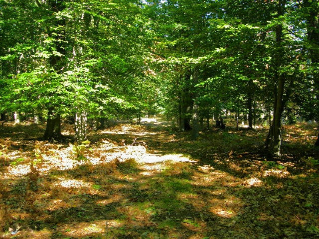 South County Line Road Manistee, MI 49660 - Photo 15 of 24 Picture 013