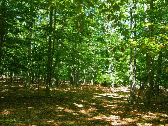 South County Line Road Manistee, MI 49660 - Photo 16 of 24 Picture 014