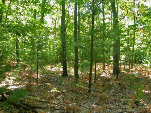 South County Line Road Manistee, MI 49660 - Photo 17 of 24 Picture 015
