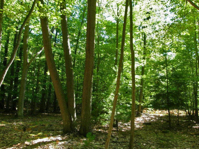 South County Line Road Manistee, MI 49660 - Photo 18 of 24 Picture 016