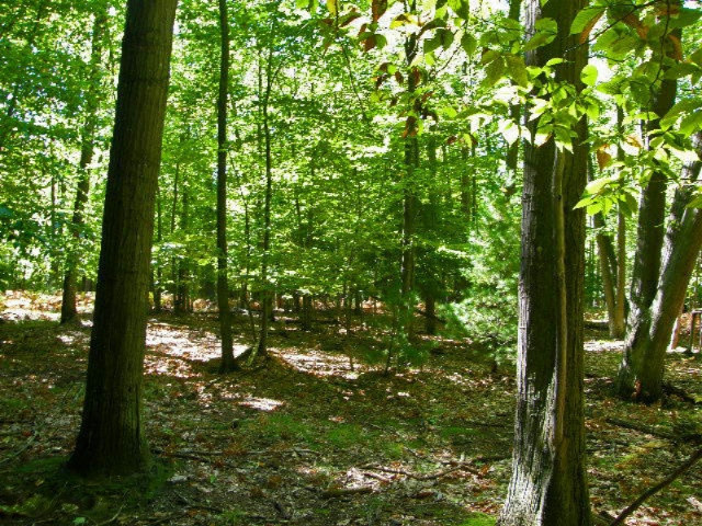 South County Line Road Manistee, MI 49660 - Photo 19 of 24 Picture 017