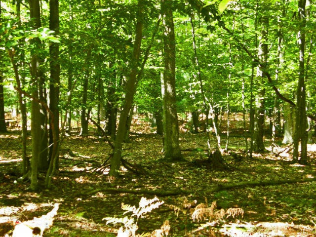 South County Line Road Manistee, MI 49660 - Photo 21 of 24 Picture 019