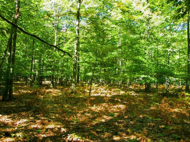 South County Line Road Manistee, MI 49660 - Photo 24 of 24 Picture 022