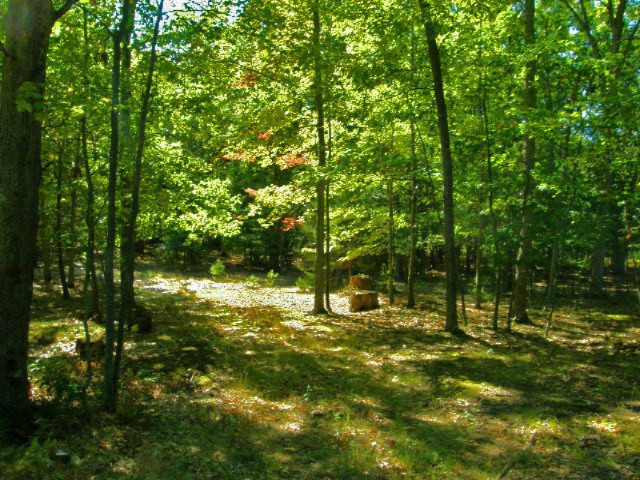 South County Line Road Manistee, MI 49660 - Photo 7 of 24 Picture 005